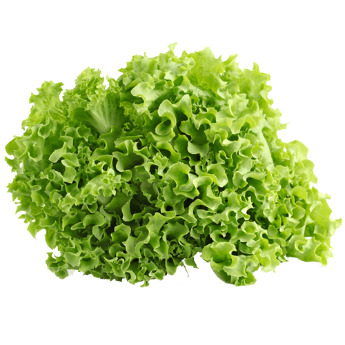 Lettuce - Green 1Pc (200G-300G)